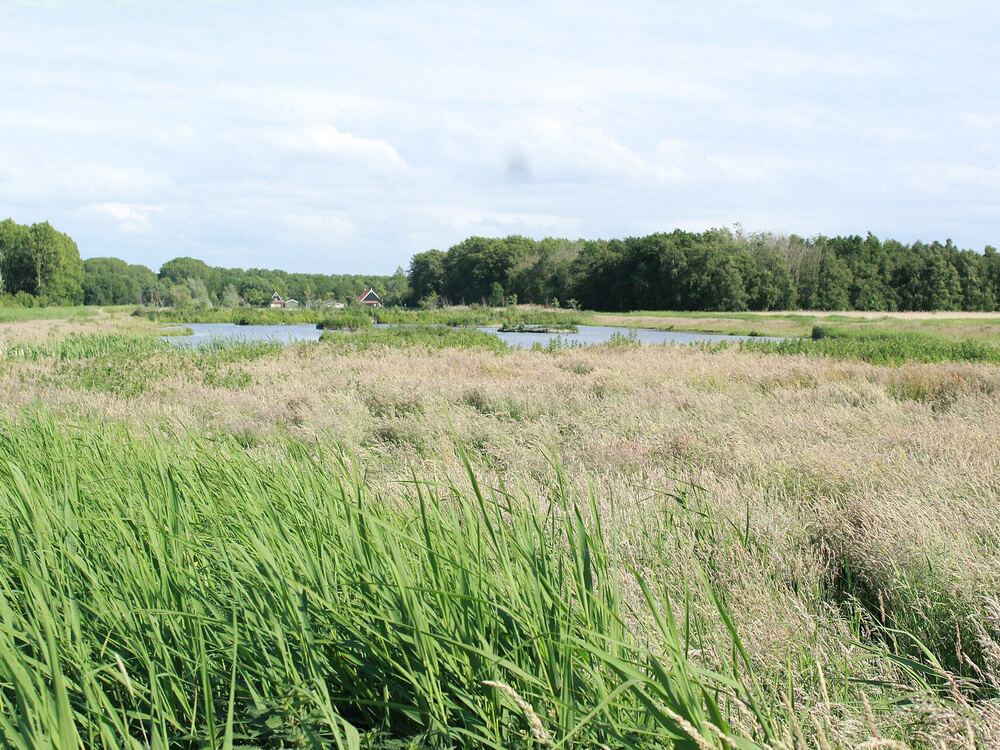 Rietland en open water in het Purmerbos bij Purmerend